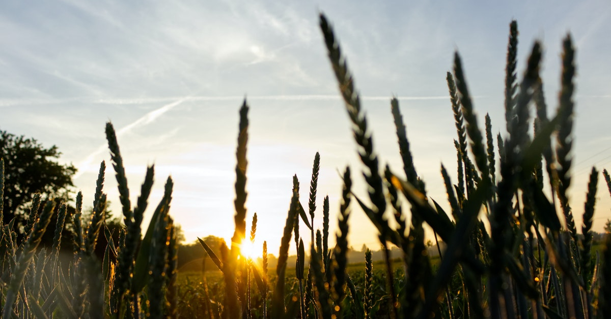 Hibrit Tarım Nedir?